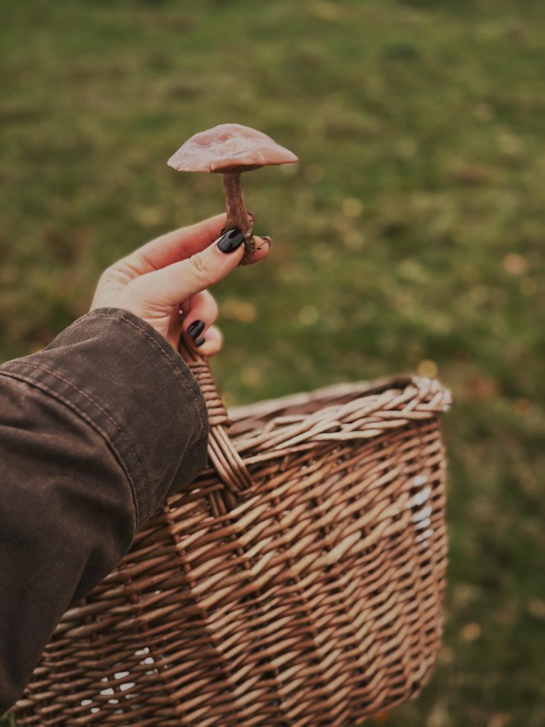 Autumnal Forage and Feast — Linacre