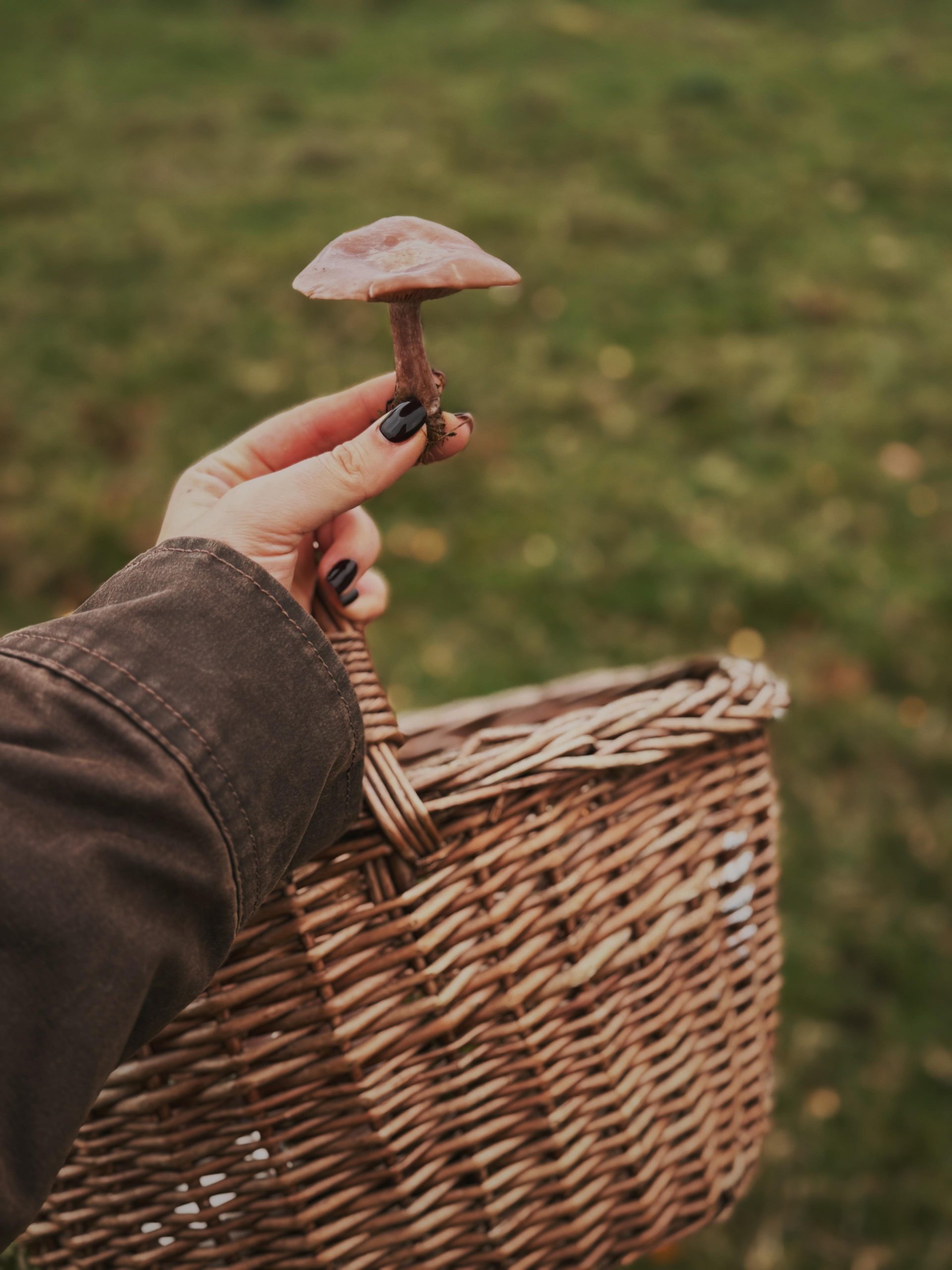 Autumnal Forage and Feast — Linacre